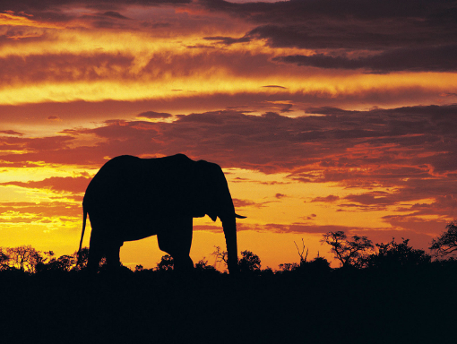 africa